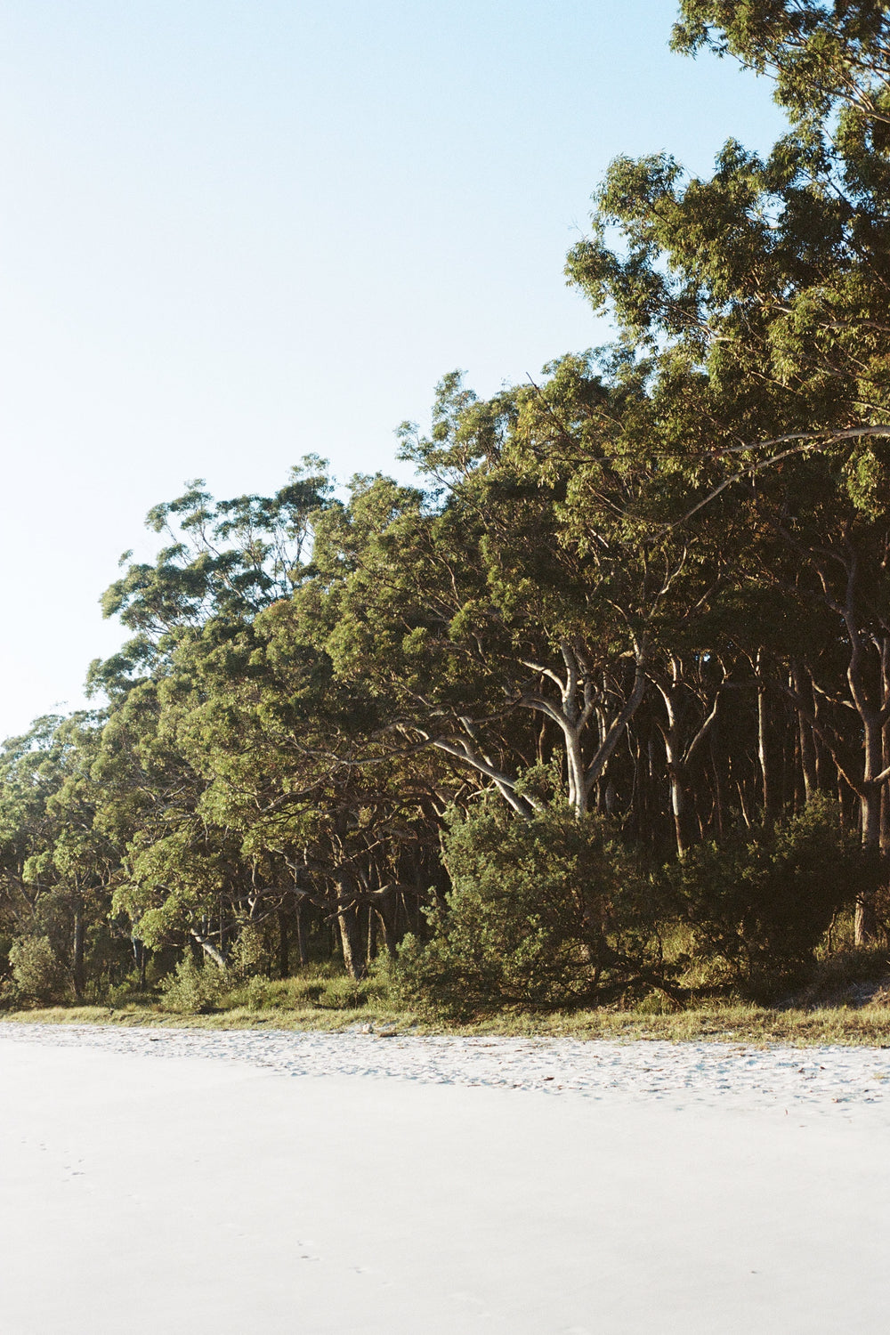 Tree, Beach Sky